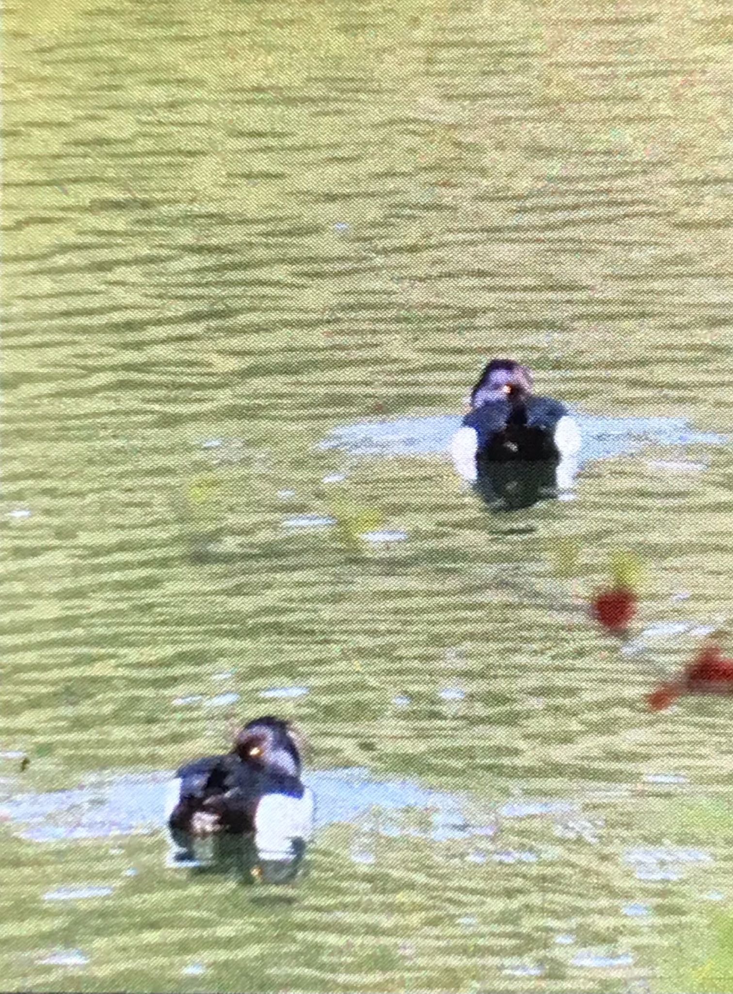 ひき岩群国民休養地 キンクロハジロの写真