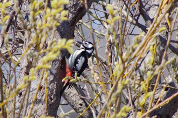 Great Spotted Woodpecker(japonicus) 茨戸川緑地 Sun, 4/11/2021