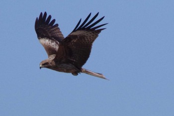 Black Kite 茨戸川緑地 Sun, 4/11/2021