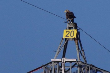 White-tailed Eagle 東屯田川遊水地 Sun, 4/11/2021