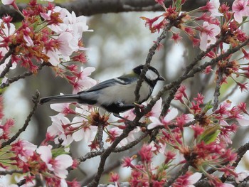 シジュウカラ 花フェスタ記念公園 2021年4月3日(土)