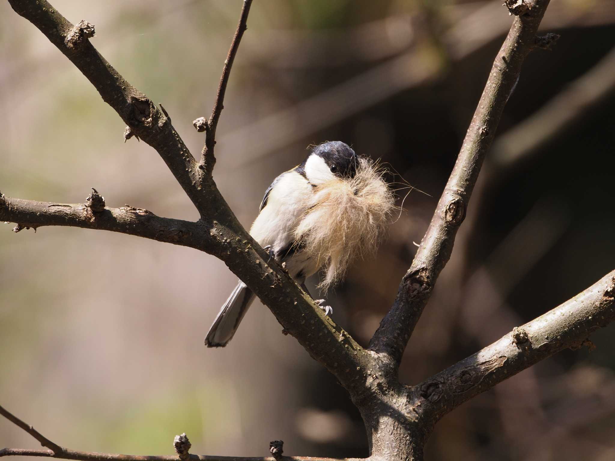 Photo of Japanese Tit at 妙義湖 by ふなきち