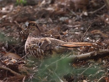 Sun, 4/11/2021 Birding report at 妙義湖