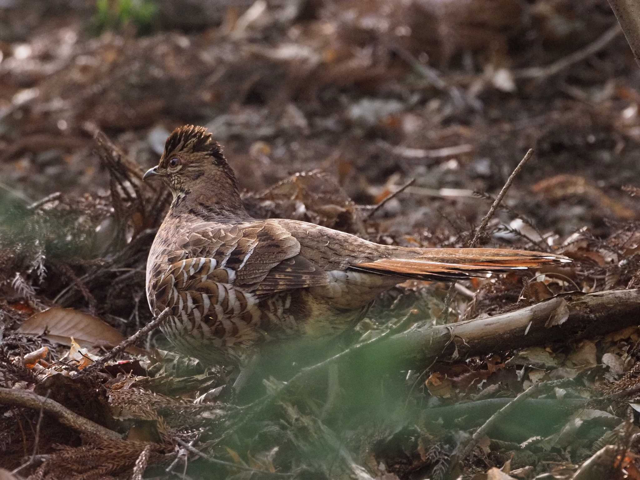 Copper Pheasant