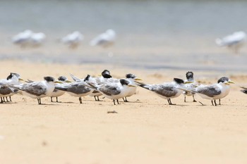 オオアジサシ Peterborough Coastal Reserve 2017年2月6日(月)