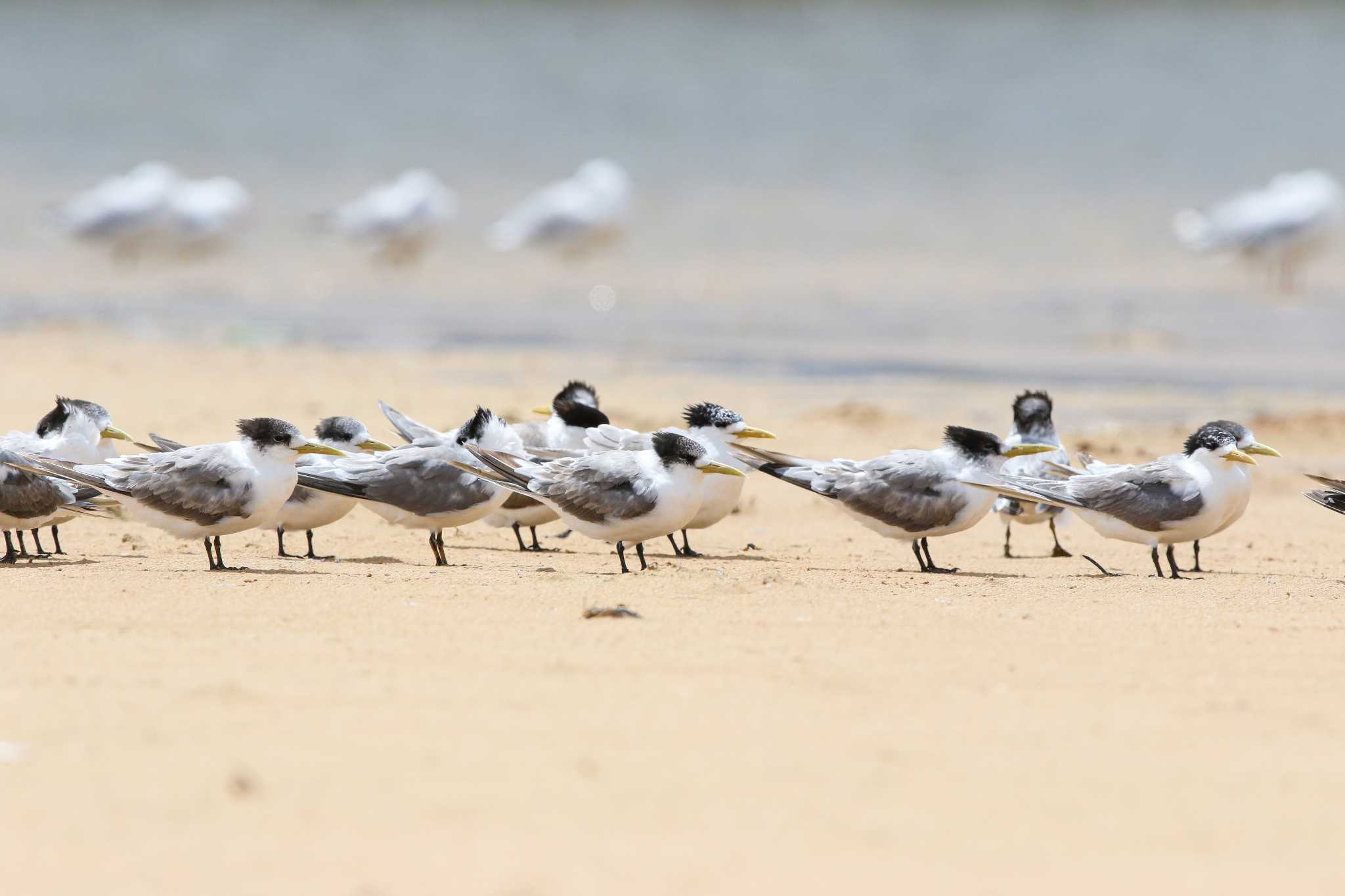 Photo of Greater Crested Tern at Peterborough Coastal Reserve by Trio