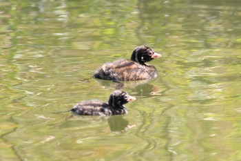 Sun, 4/11/2021 Birding report at Machida Yakushiike Park