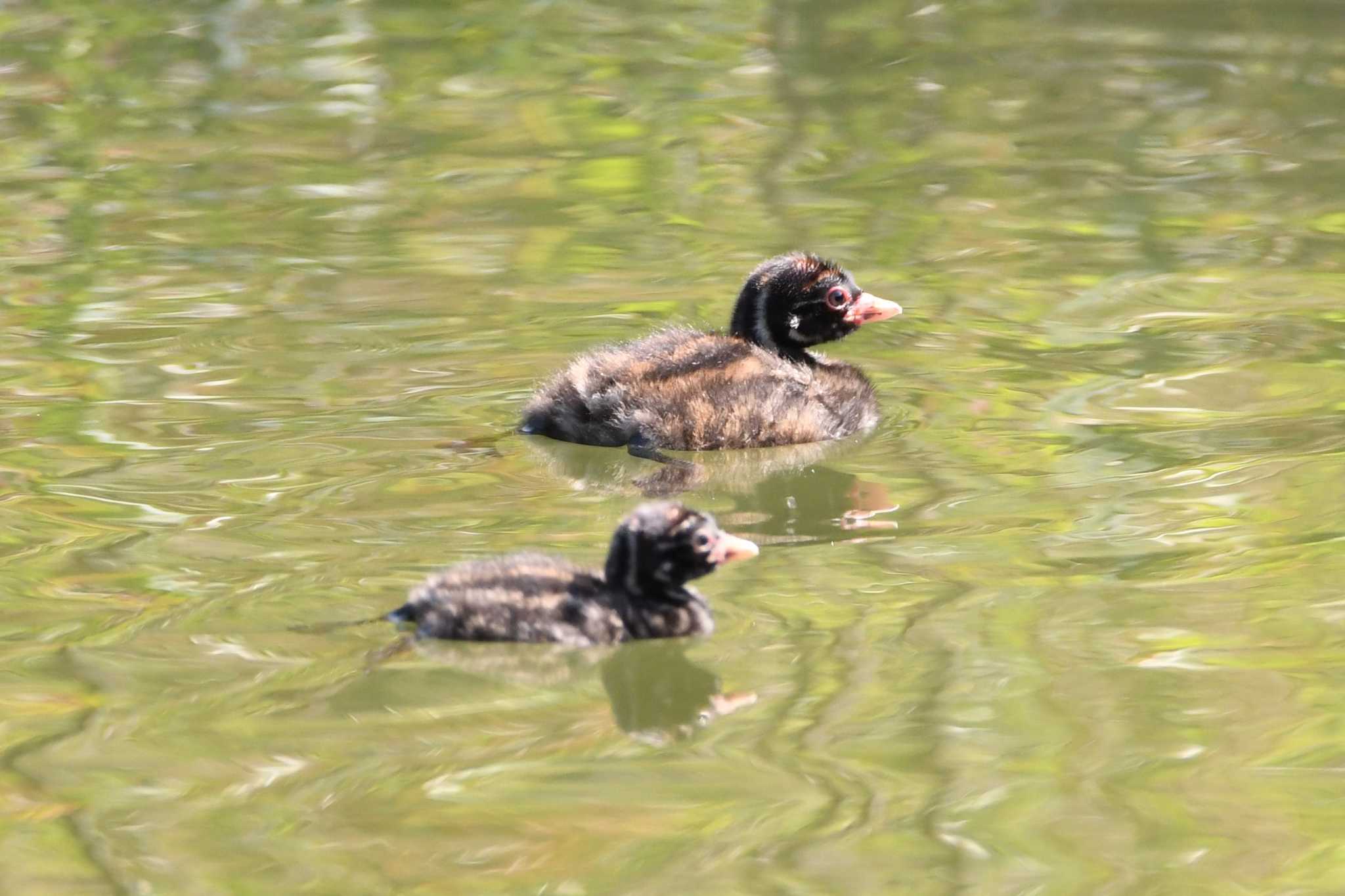 元気に泳ぐカイツブリの雛ちゃん