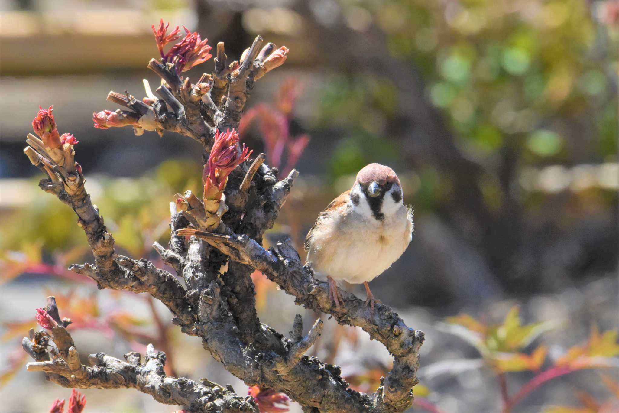 Photo of Eurasian Tree Sparrow at 松本城 by もちもちもっち～@ニッポン城めぐり中