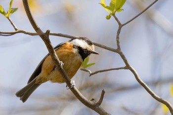 2021年4月11日(日) 希望が丘文化公園の野鳥観察記録