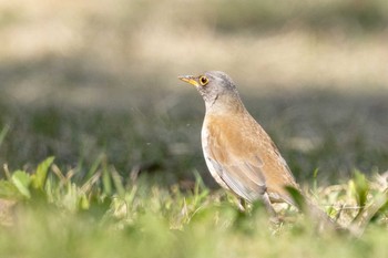 シロハラ 希望が丘文化公園 2021年4月11日(日)