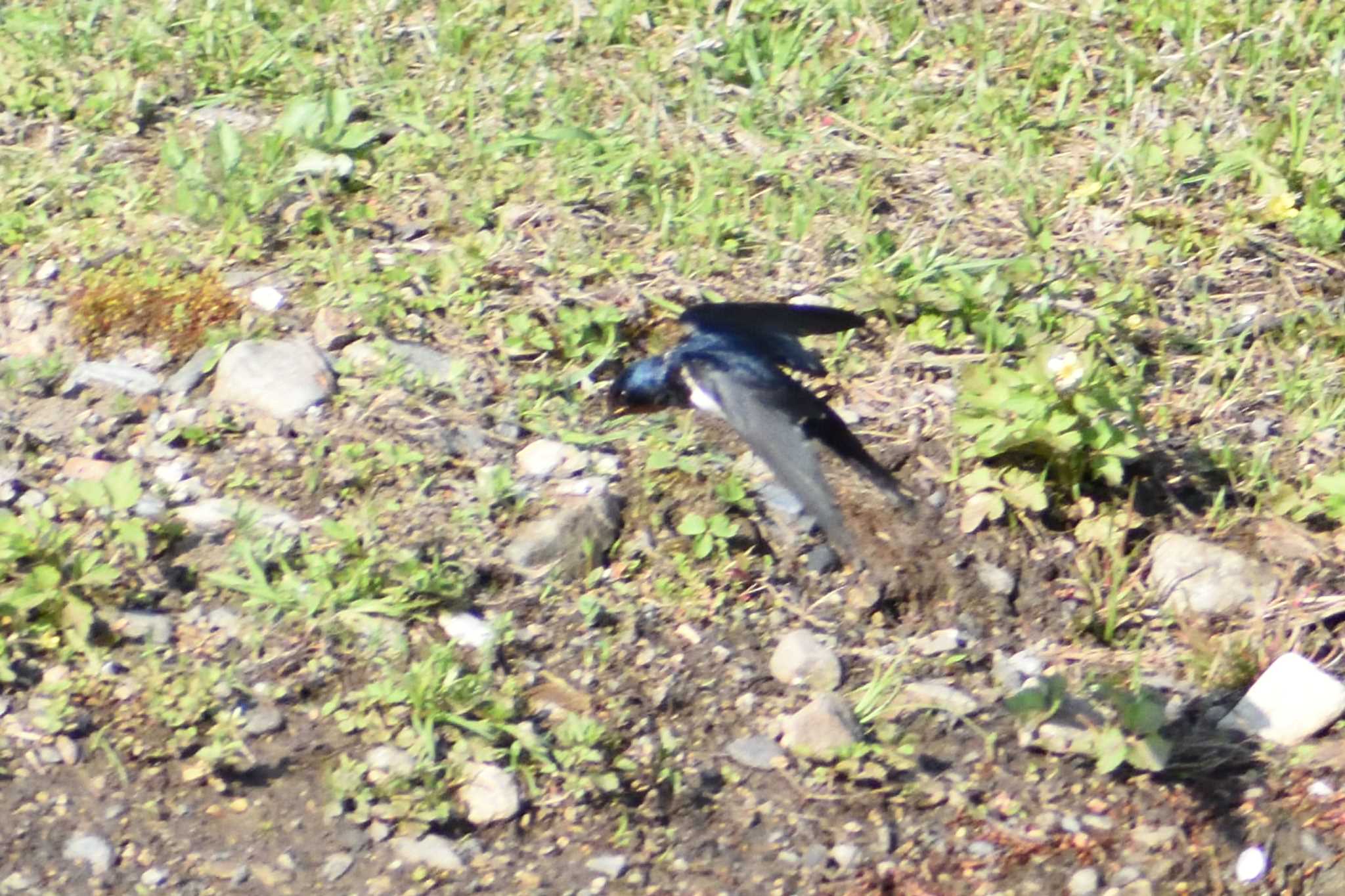 Photo of Barn Swallow at 定光寺公園 by よつくん