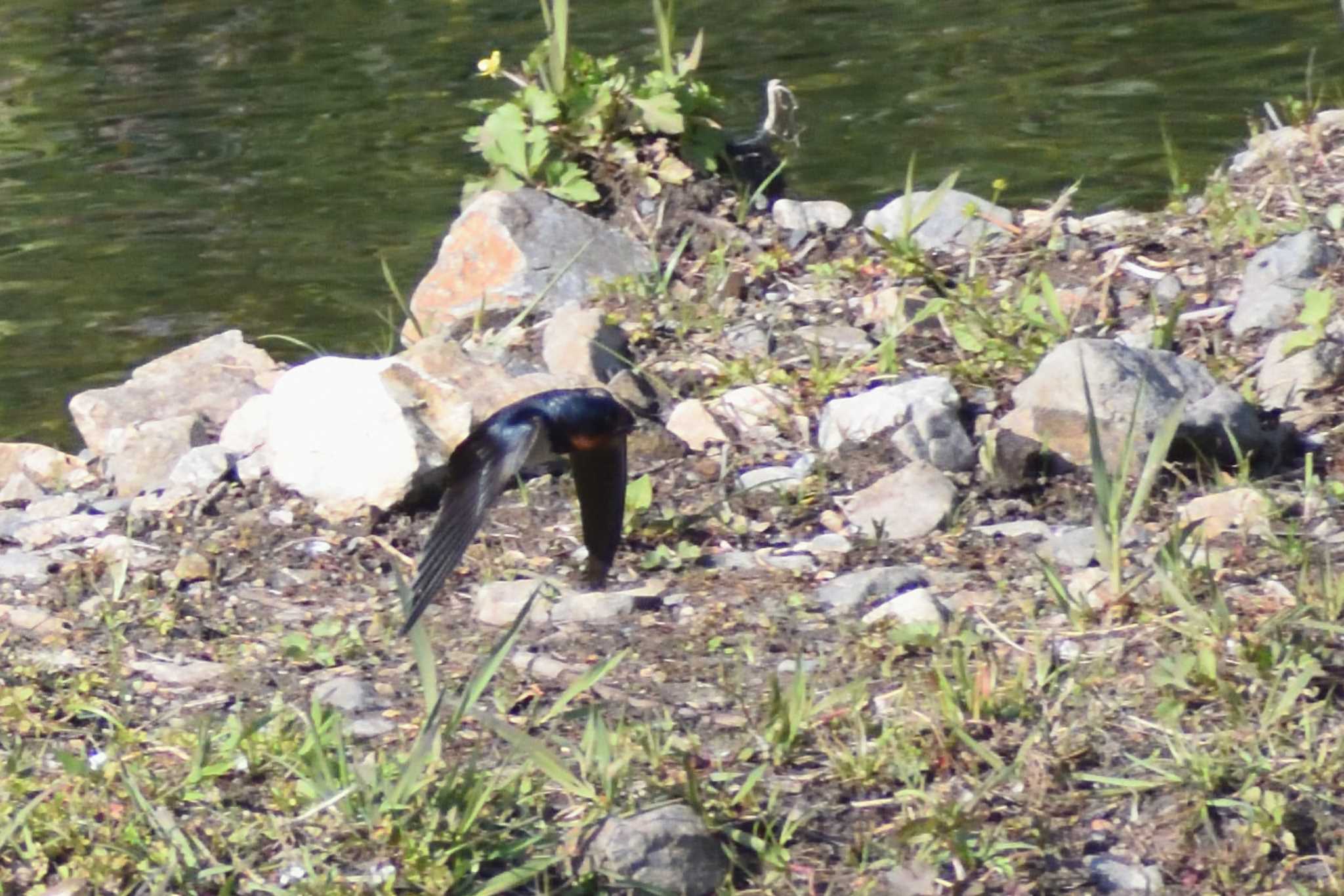 Photo of Barn Swallow at 定光寺公園 by よつくん