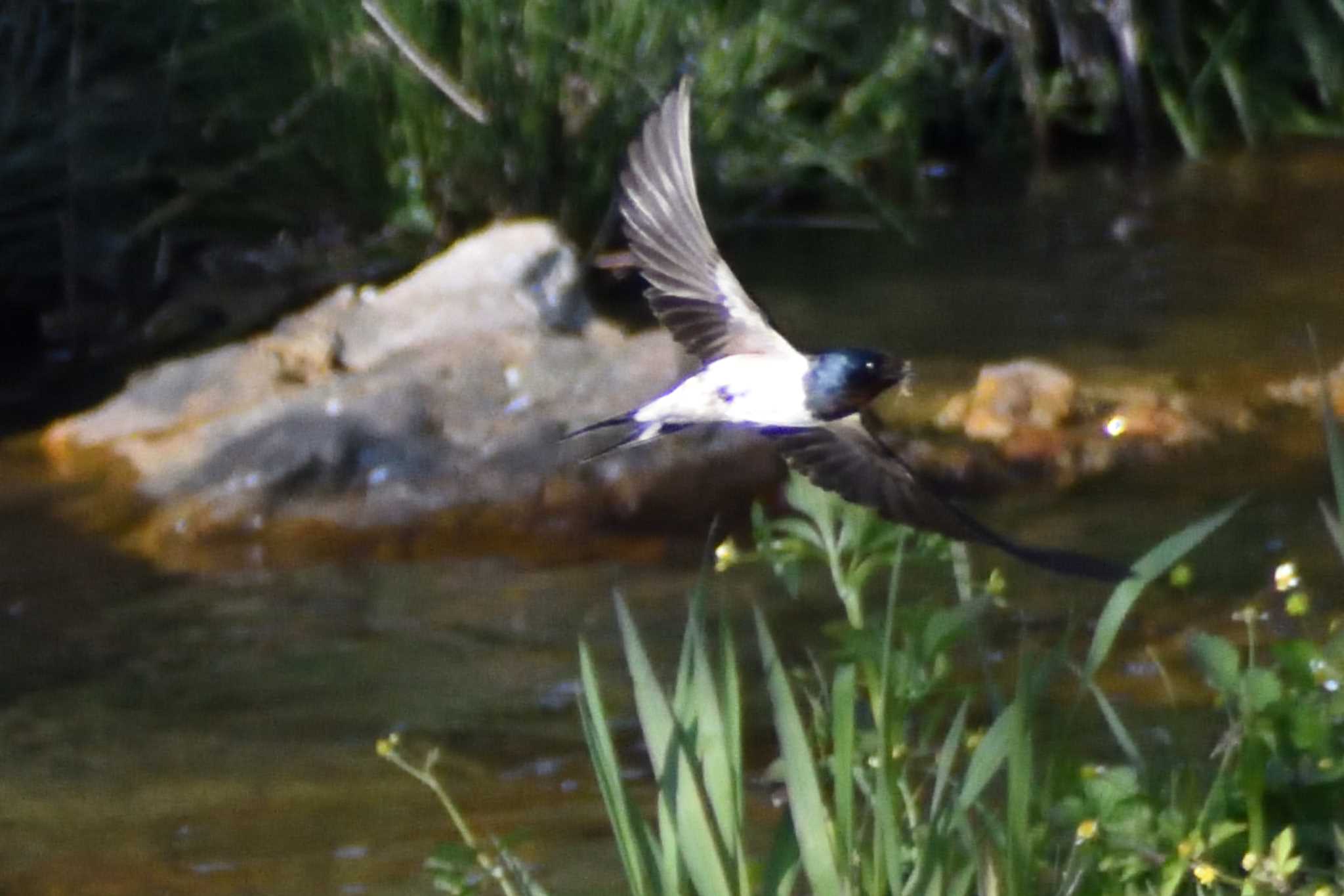 Barn Swallow