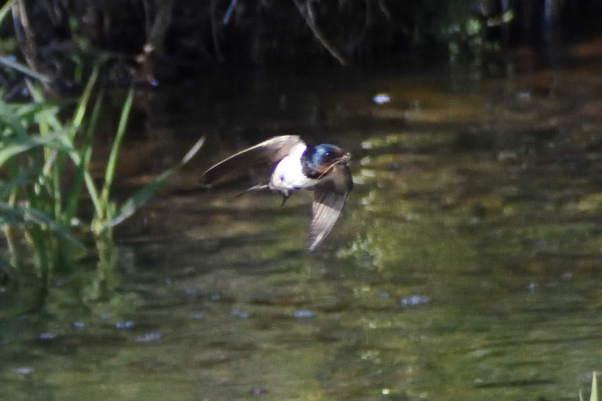 Barn Swallow