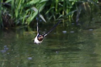 Sun, 4/11/2021 Birding report at 定光寺公園