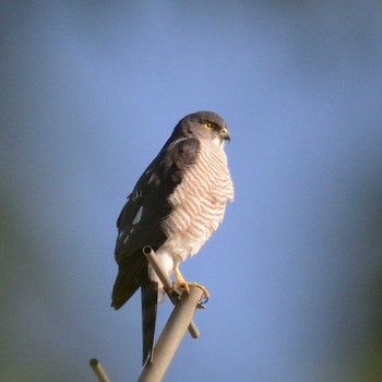 2021年4月11日(日) 多摩市の野鳥観察記録