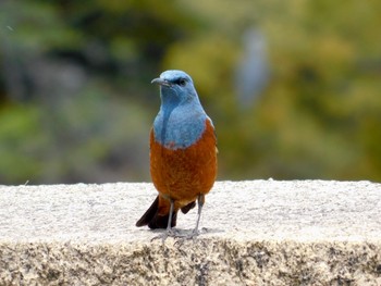 Blue Rock Thrush Osaka castle park Sat, 4/11/2020