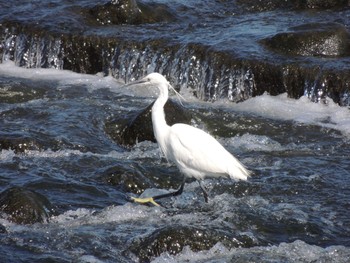 2021年4月11日(日) 多摩川二ヶ領宿河原堰の野鳥観察記録