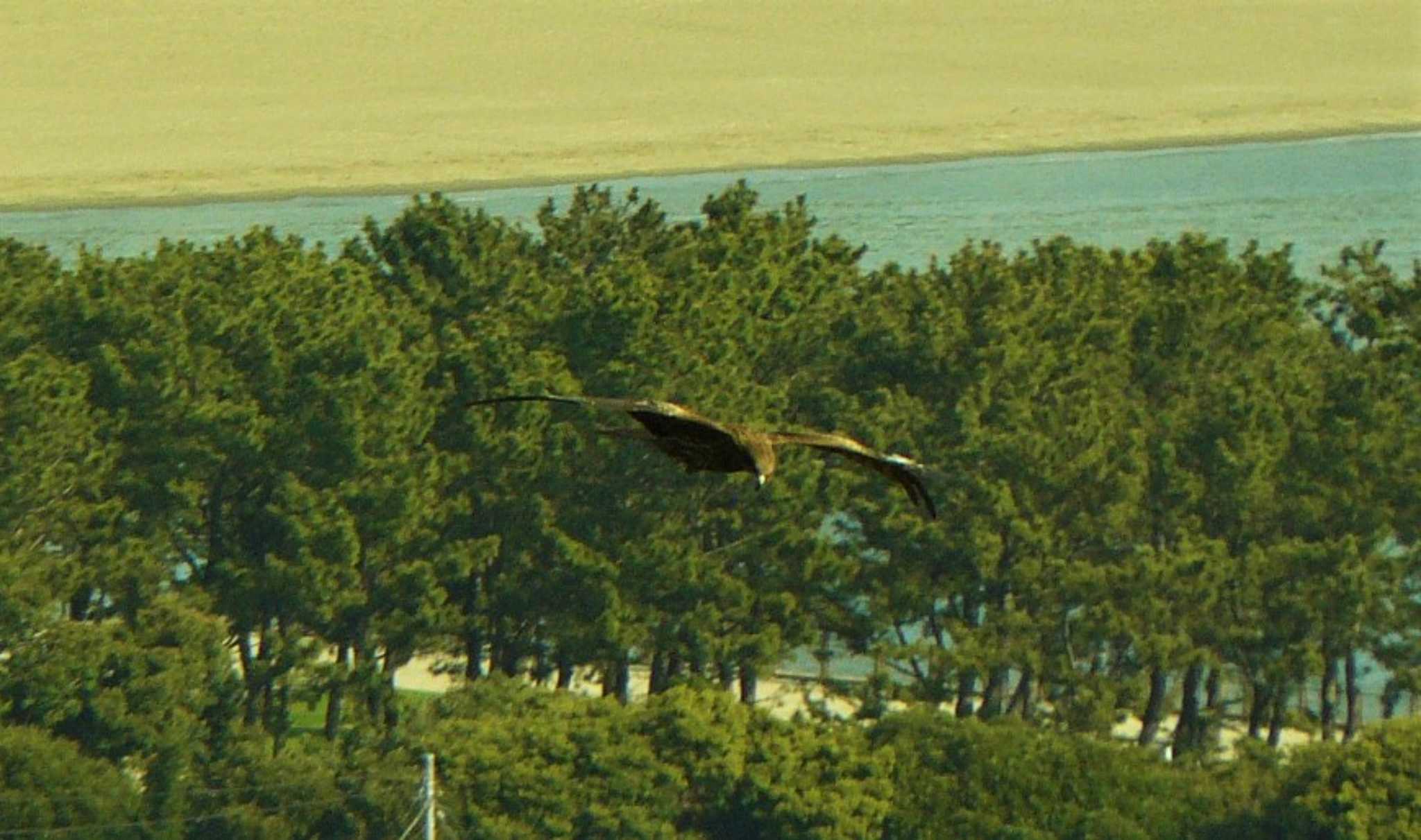 野島公園 トビの写真