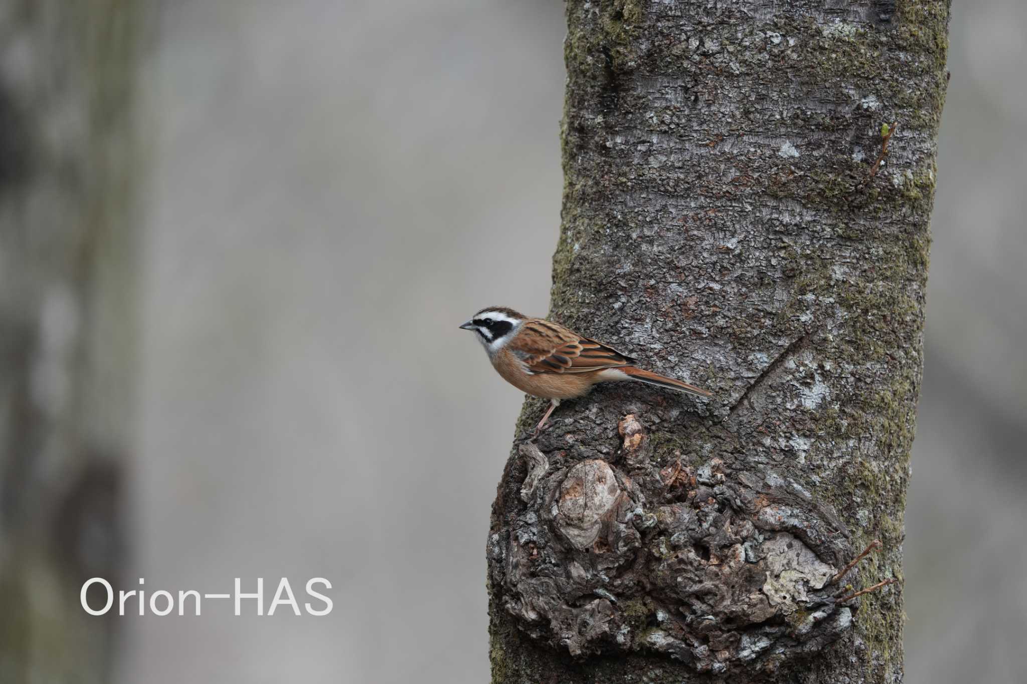 前の画像の元画角画像です　SONY α1 + SONY FE200-600mm　600ｍｍ　JPEG撮影 by Orion-HAS