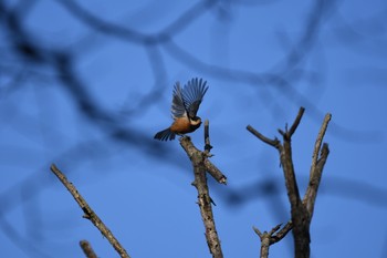 Varied Tit 春日山原始林 Wed, 2/24/2021