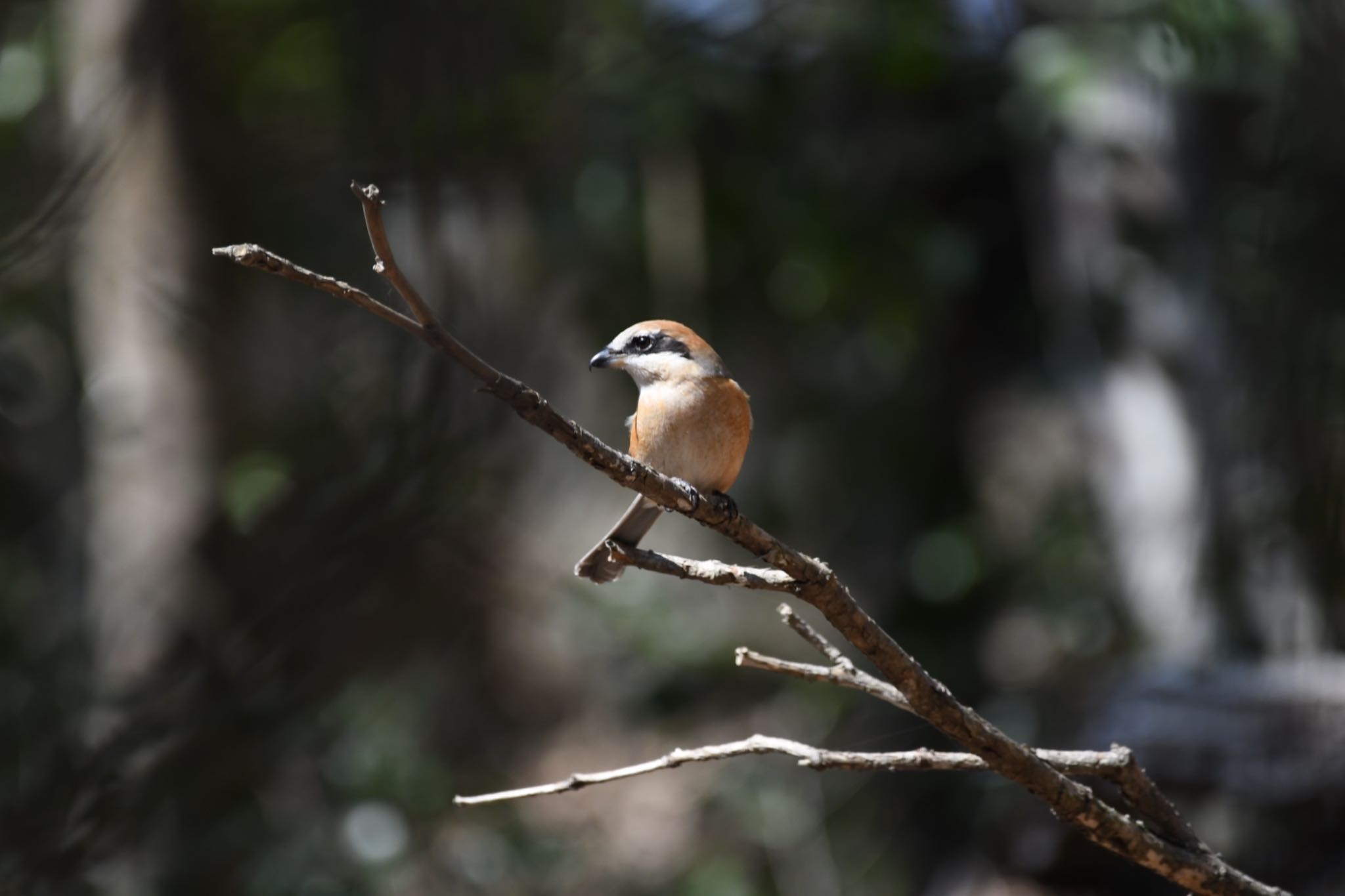 Bull-headed Shrike