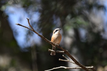 Bull-headed Shrike 春日山原始林 Wed, 2/24/2021