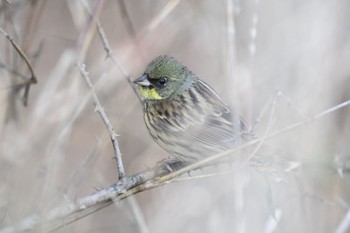 アオジ 春日山原始林 2021年2月24日(水)