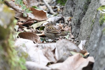 Grey Bunting 春日山原始林で Wed, 2/24/2021