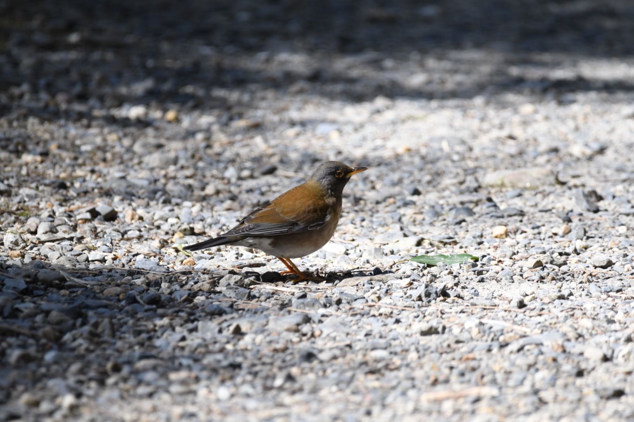 Pale Thrush