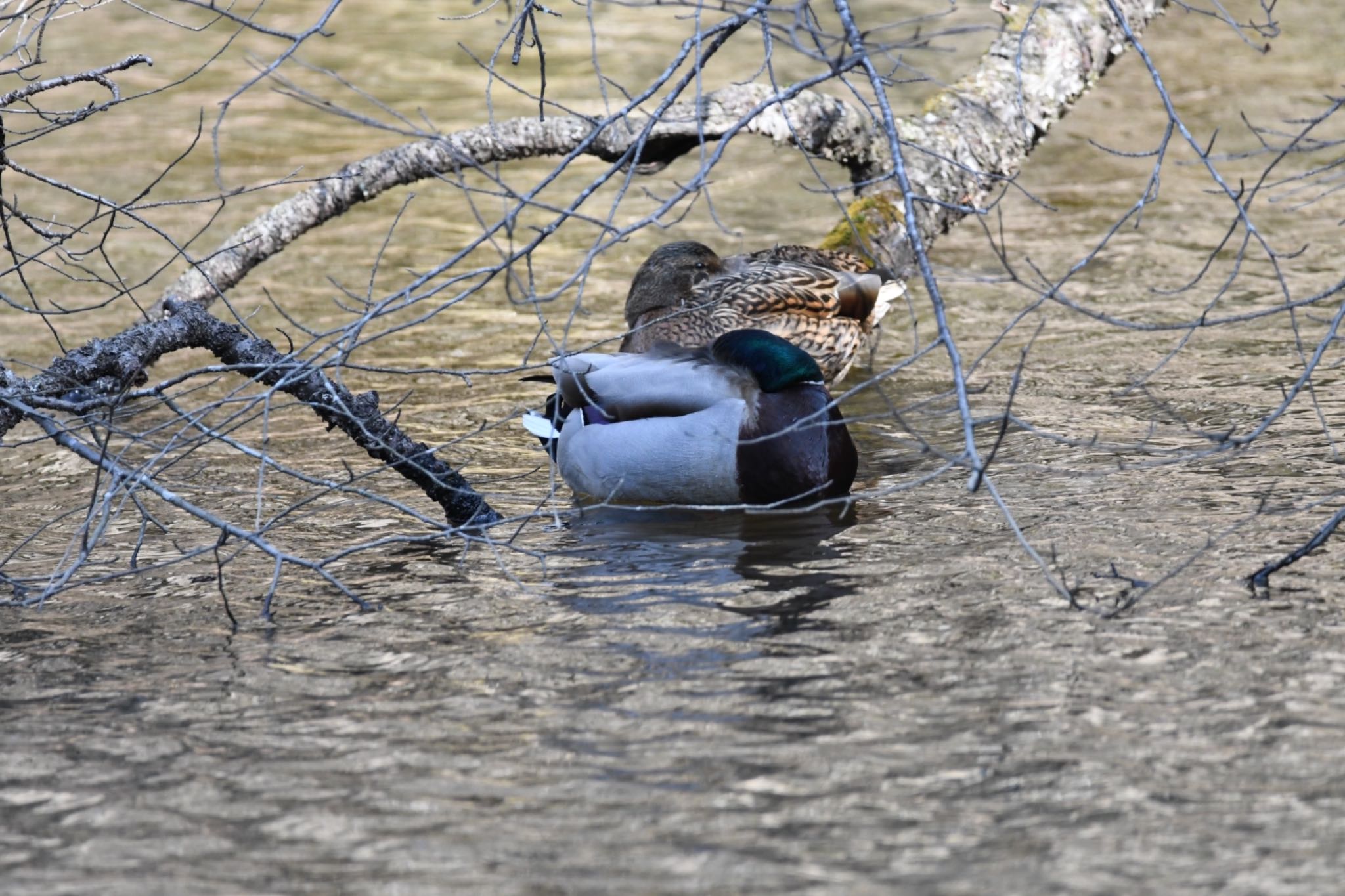 Mallard