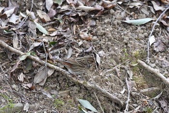 Grey Bunting 春日山原始林 Wed, 2/24/2021