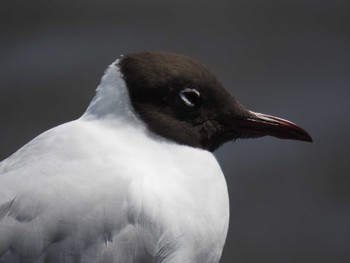 2021年4月11日(日) 六郷橋緑地の野鳥観察記録