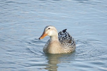 アヒル 近所の公園 2021年4月9日(金)