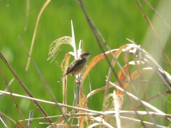 Sun, 4/11/2021 Birding report at 平城宮跡