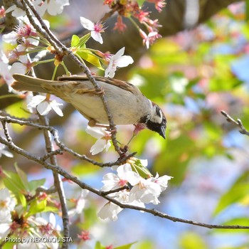 スズメ 西宮市 2021年4月11日(日)