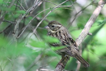 2021年4月12日(月) 石神井公園の野鳥観察記録