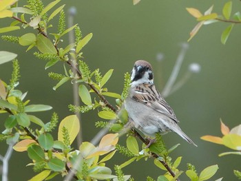 Eurasian Tree Sparrow 大宮第二公園 Fri, 4/9/2021
