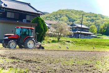 アオサギ 加古川市志方町 2021年4月11日(日)