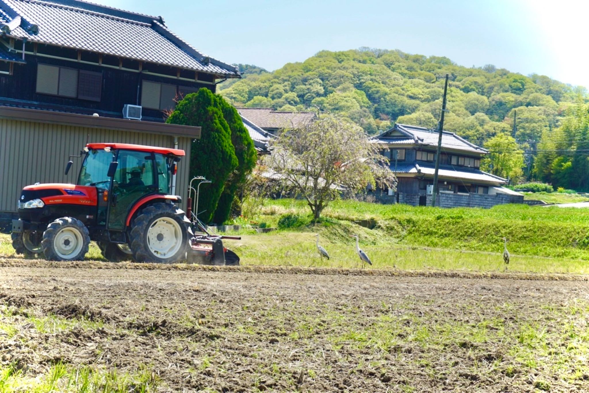 アオサギ