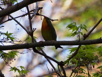 ソウシチョウ 六甲山 2021年4月11日(日)