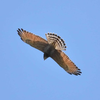 2021年4月11日(日) 葛西臨海公園の野鳥観察記録