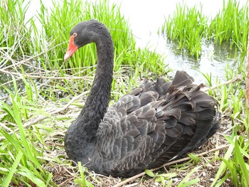 Black Swan Unknown Spots Tue, 4/6/2021