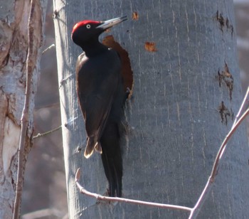 Black Woodpecker Unknown Spots Sat, 4/10/2021
