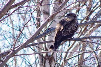 Sun, 4/11/2021 Birding report at 茨戸川緑地