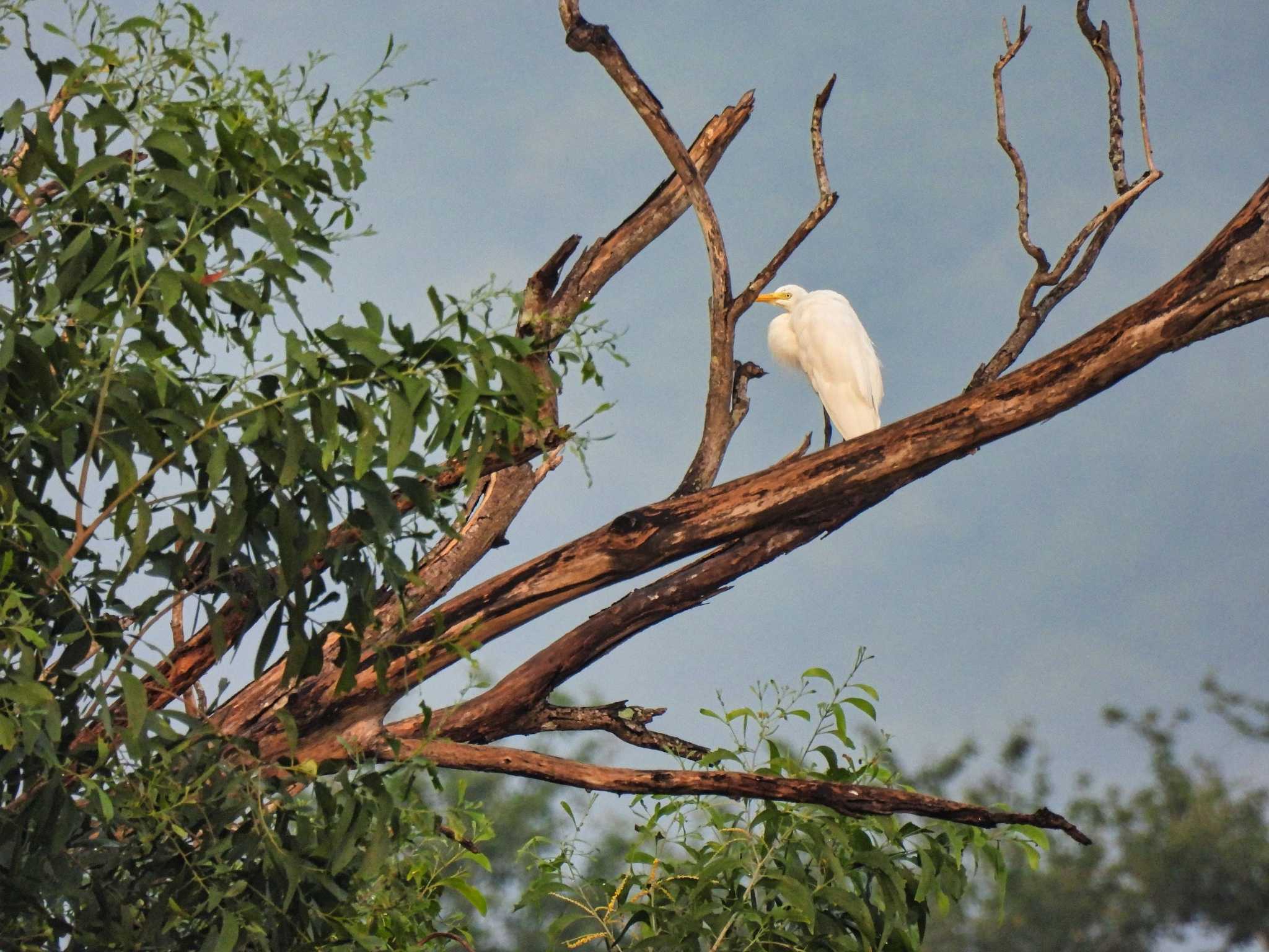 Little Egret