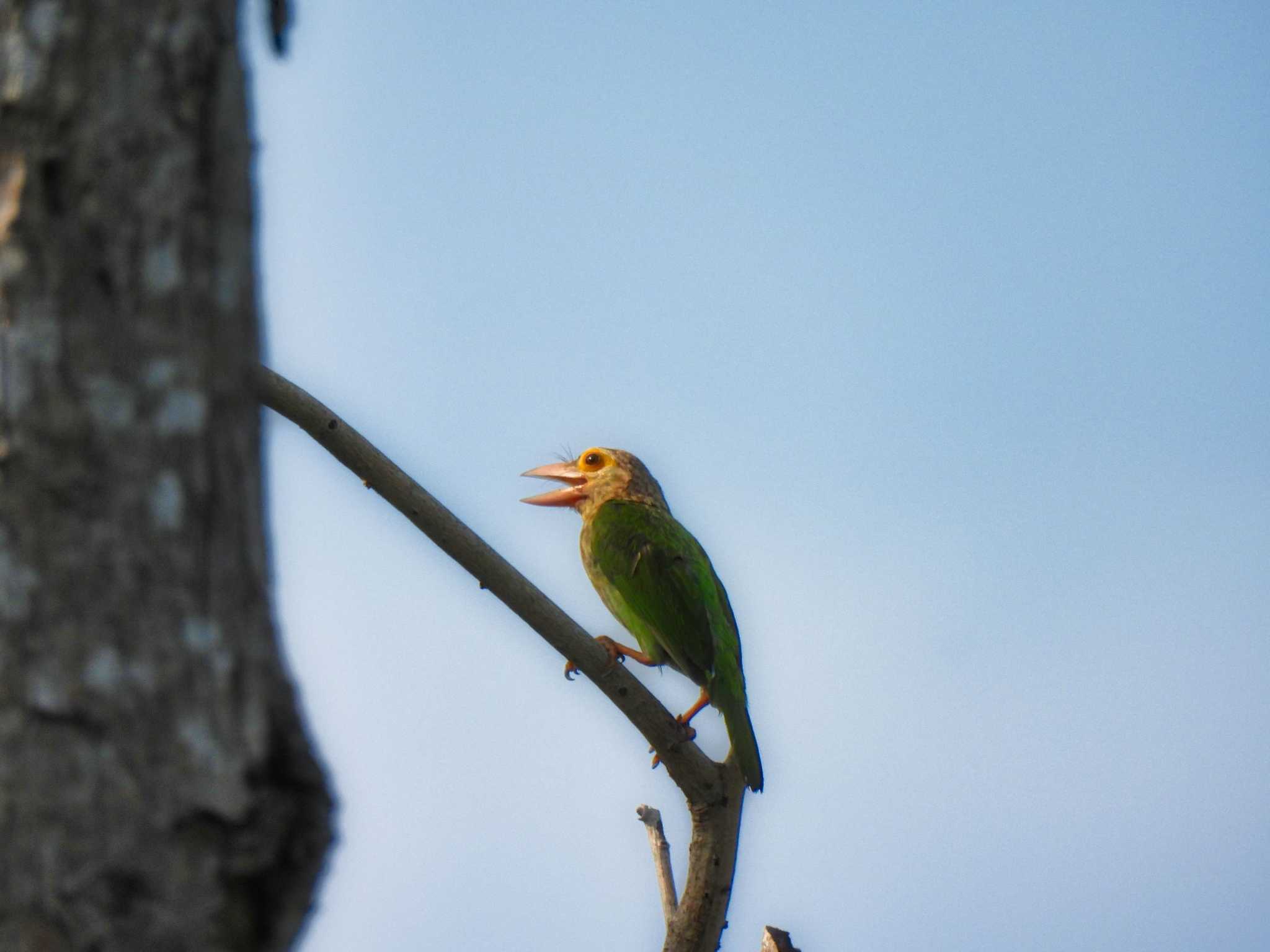 Lineated Barbet