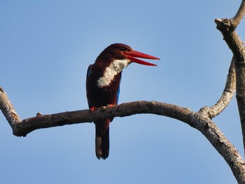 White-throated Kingfisher Bang Phra Non-Hunting area Mon, 4/12/2021