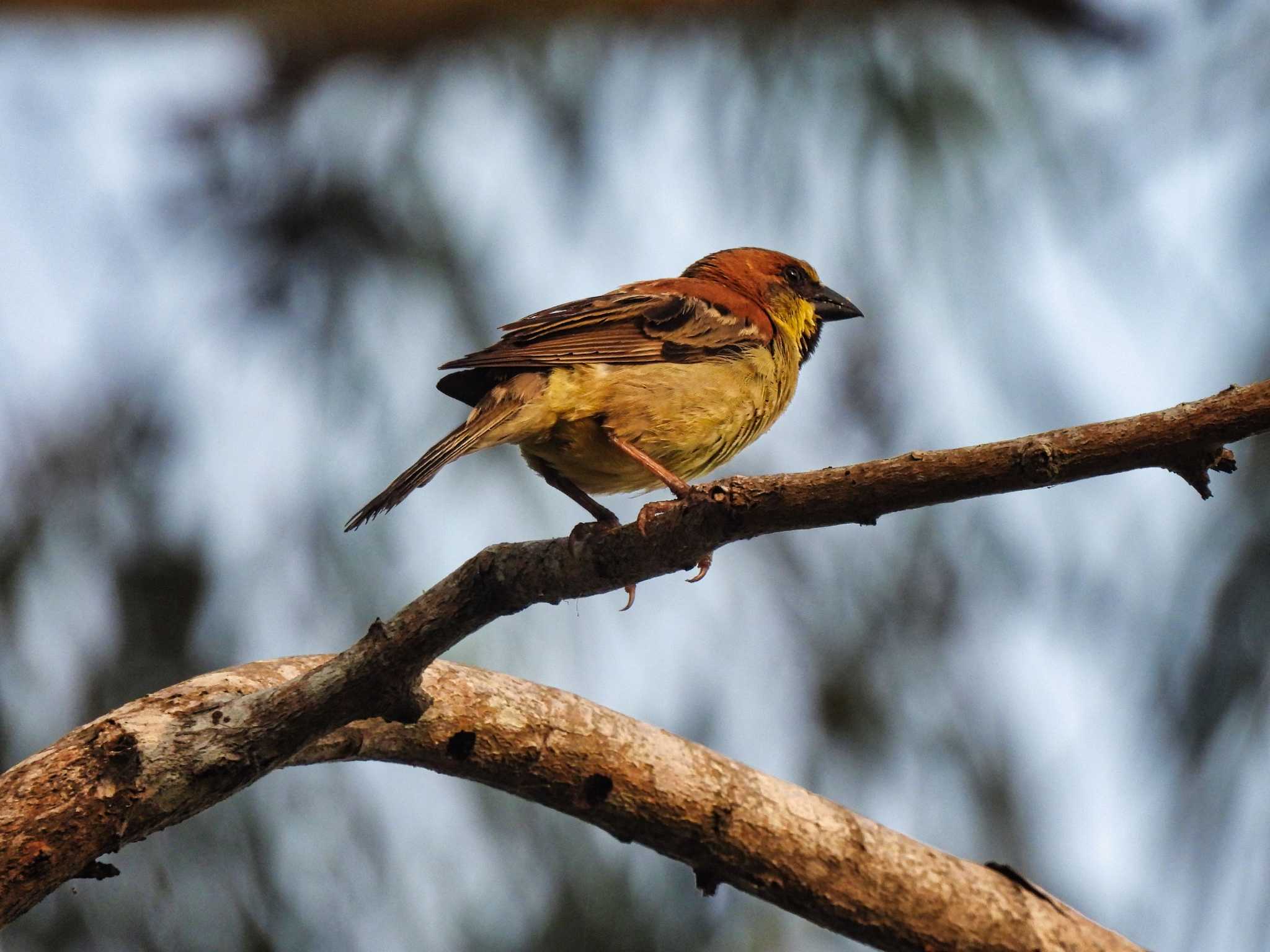 Plain-backed Sparrow